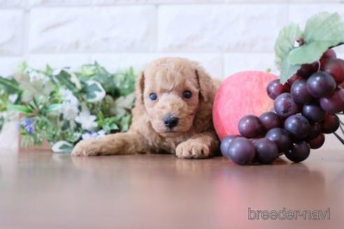 成約済の滋賀県のトイプードル-198139の2枚目