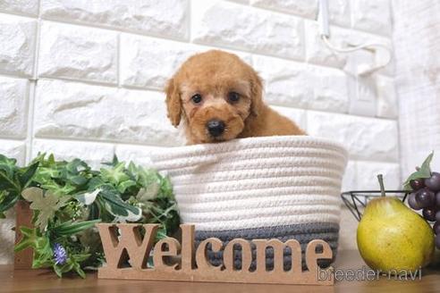 成約済の滋賀県のトイプードル-198141の1枚目