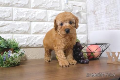 成約済の滋賀県のトイプードル-198141の4枚目