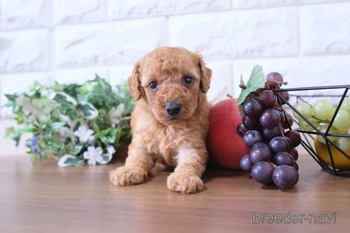 成約済の滋賀県のトイプードル-198141の3枚目