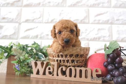 成約済の滋賀県のトイプードル-198141の2枚目