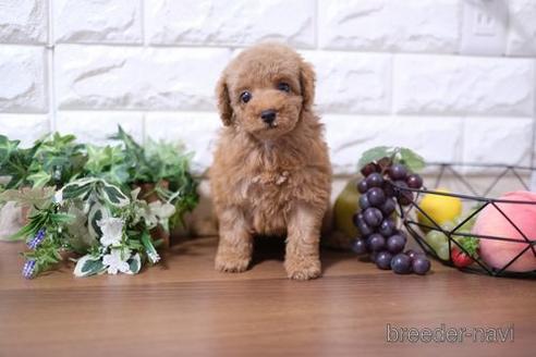 成約済の滋賀県のトイプードル-198135の6枚目