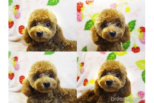 成約済の千葉県のチワプー:チワワ×トイプードル-180165の6枚目