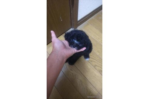 成約済の宮城県のタイニープードル-195723の3枚目