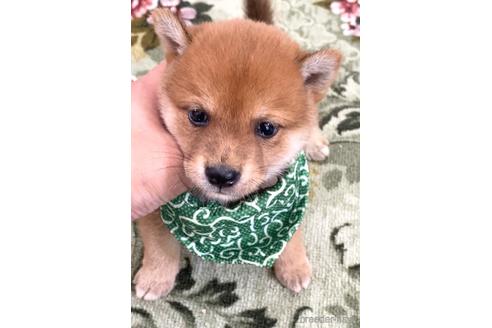 成約済の茨城県の豆柴-200037の5枚目