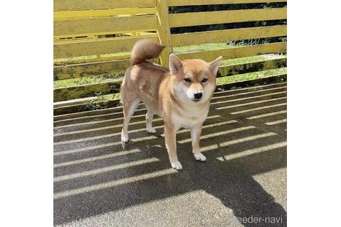 成約済の奈良県の豆柴-200243の4枚目
