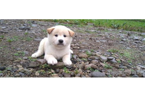 成約済の北海道の柴犬-200268の2枚目
