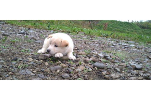 成約済の北海道の柴犬-200268の5枚目