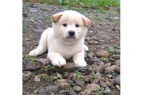 成約済の北海道の柴犬-200268の1枚目