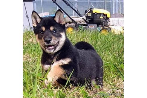 成約済の北海道の柴犬-200270の1枚目