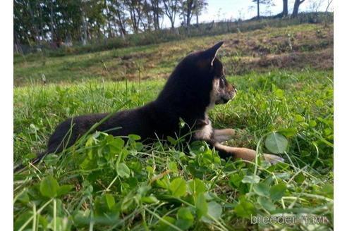 成約済の北海道の柴犬-200270の4枚目