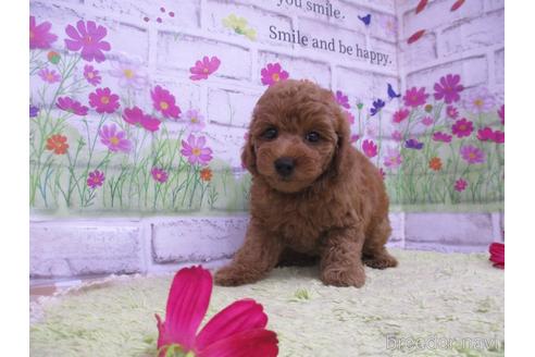 成約済の鳥取県のトイプードル-192983の2枚目