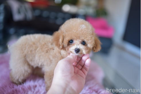 成約済の茨城県のタイニープードル-193585