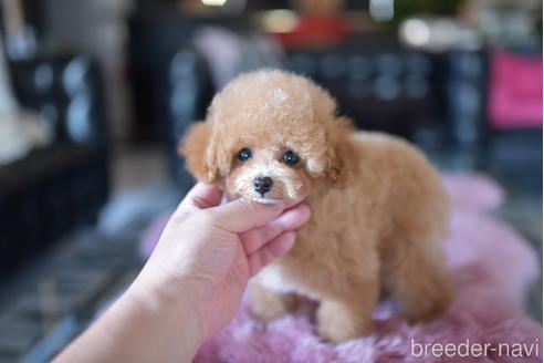 成約済の茨城県のタイニープードル-193585の5枚目