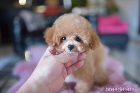 成約済の茨城県のタイニープードル-193585の4枚目