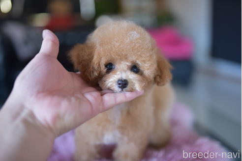 成約済の茨城県のタイニープードル-193585の2枚目