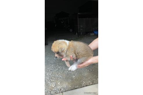 成約済の山梨県の秋田犬-200332の3枚目