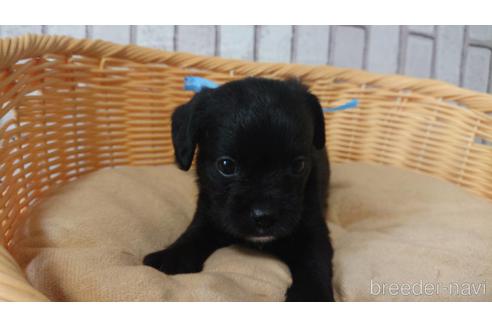 成約済の岡山県のミックス犬-199574の36枚目