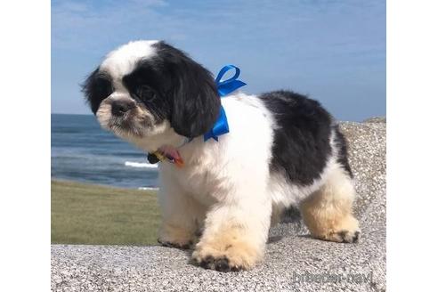 成約済の茨城県のシーズー-190437の3枚目