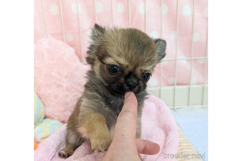 成約済の宮城県のチワワ(ロングコート)-200390の6枚目