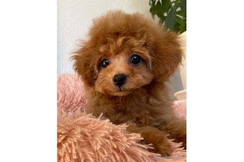 成約済の岡山県のティーカッププードル-192022の7枚目