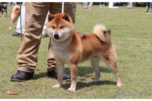 成約済の千葉県の柴犬-200410の3枚目