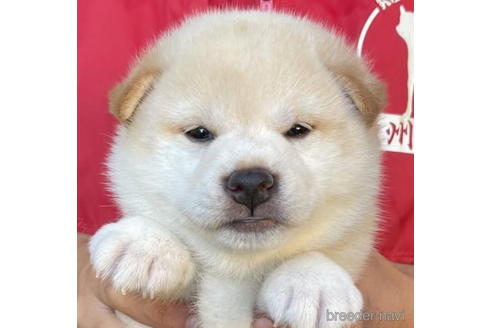 成約済の千葉県の柴犬-200411の1枚目