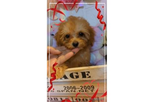 成約済の福岡県のチワワ(ロングコート)-200523の3枚目