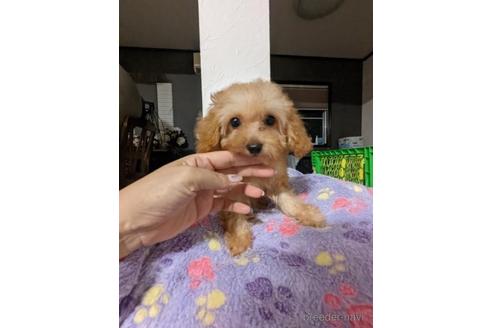 成約済の福岡県のチワワ(ロングコート)-200523の2枚目