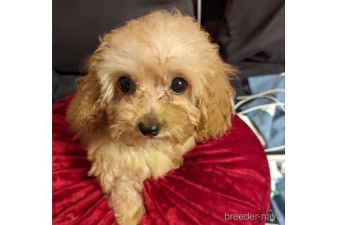 成約済の福岡県のチワワ(ロングコート)-200523