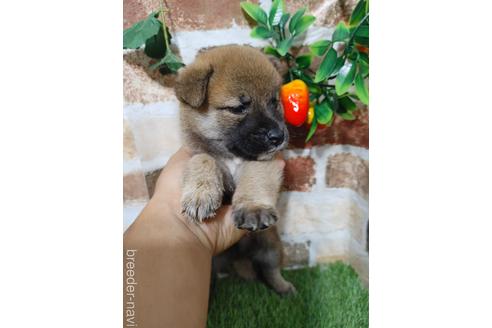 成約済の鹿児島県の柴犬-198493の3枚目