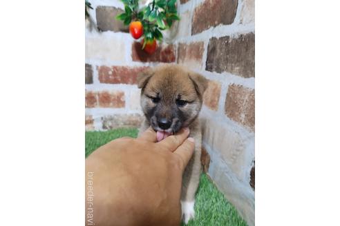 成約済の鹿児島県の柴犬-198490の3枚目