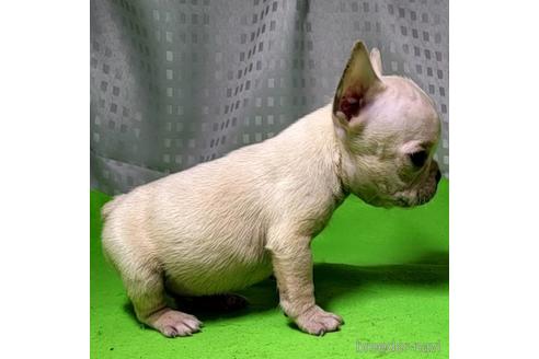 成約済の茨城県のフレンチブルドッグ-200598の24枚目