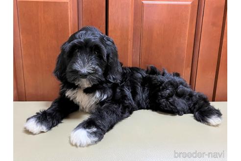 成約済の茨城県のミックス犬-196058の2枚目