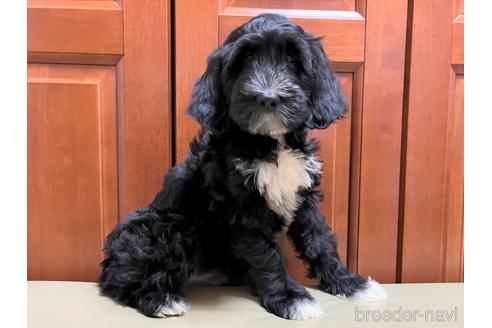 成約済の茨城県のミックス犬-196058の1枚目
