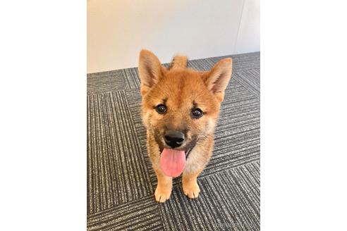 成約済の福井県の柴犬-194887の1枚目