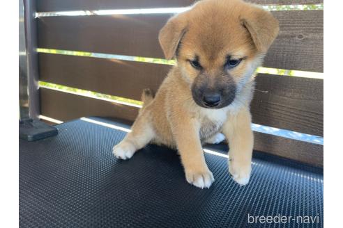 成約済の滋賀県の柴犬-198700の7枚目