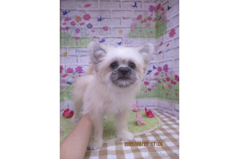 成約済の鳥取県のミックス犬-182921