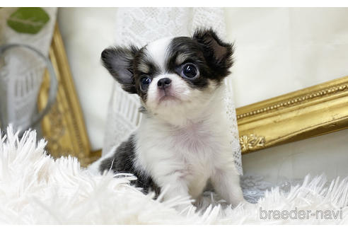 成約済の愛知県のチワワ(ロングコート)-200698の4枚目