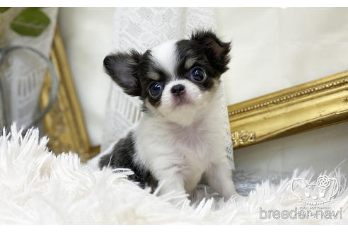 成約済の愛知県のチワワ(ロングコート)-200698の5枚目