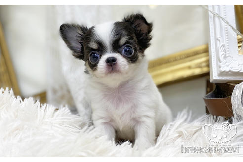 成約済の愛知県のチワワ(ロングコート)-200698の2枚目