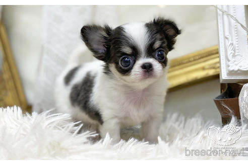 成約済の愛知県のチワワ(ロングコート)-200698の3枚目