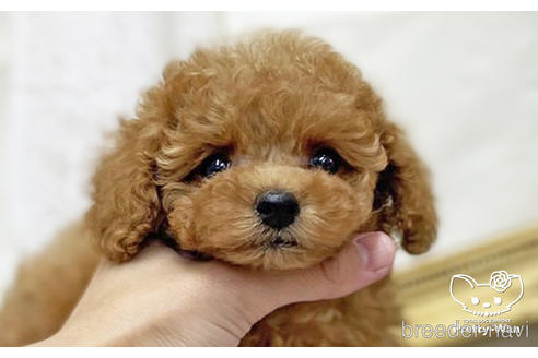 成約済の愛知県のタイニープードル-200703の16枚目