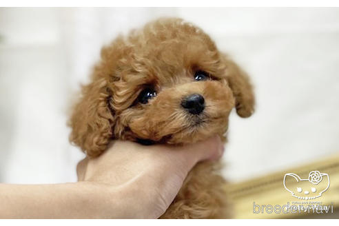 成約済の愛知県のタイニープードル-200703の18枚目