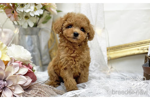 成約済の愛知県のタイニープードル-200703の17枚目