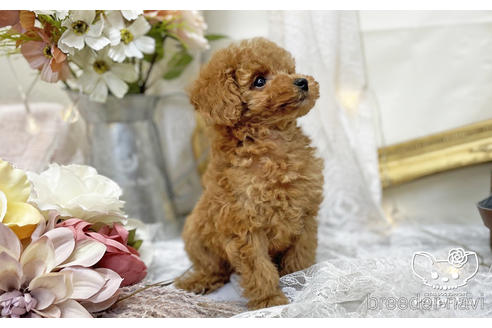 成約済の愛知県のタイニープードル-200703の15枚目