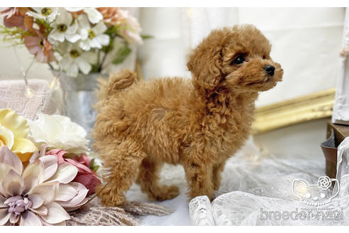 成約済の愛知県のタイニープードル-200703の14枚目