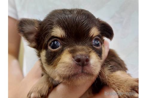 成約済の山口県のチワワ(ロングコート)-200717の3枚目