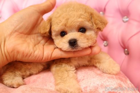 成約済の茨城県のティーカッププードル-200760の5枚目