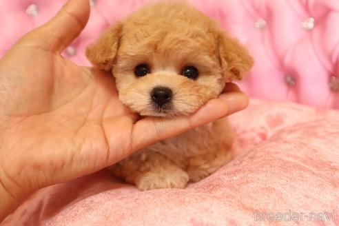 成約済の茨城県のティーカッププードル-200760の3枚目
